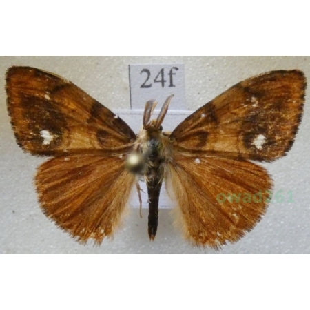 Orgyia antiqua (Linnaeus, 1758) male Znamionówka starka Poland24f
